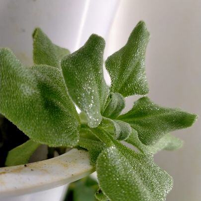 hexa